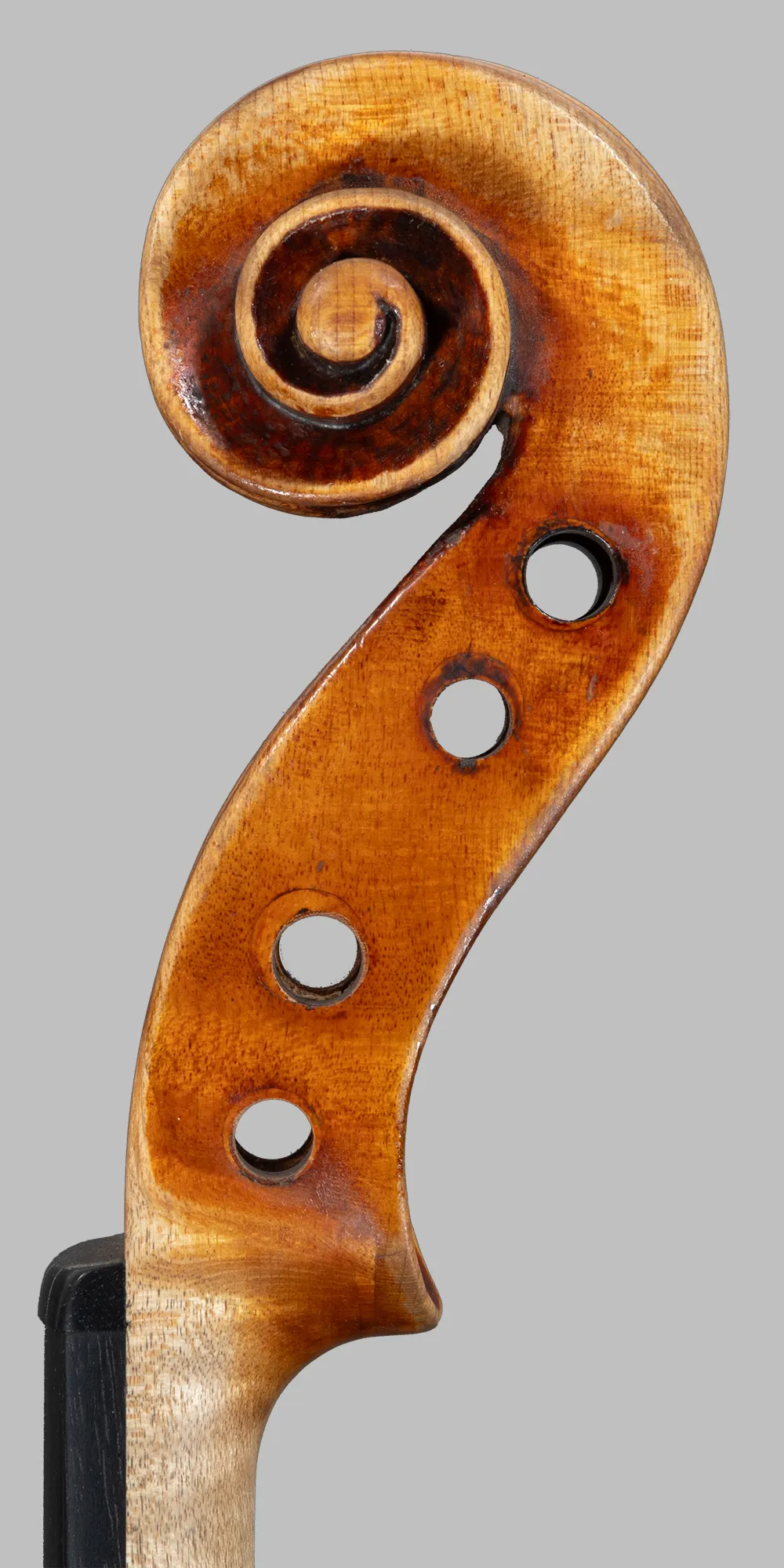 riccio lato bassi