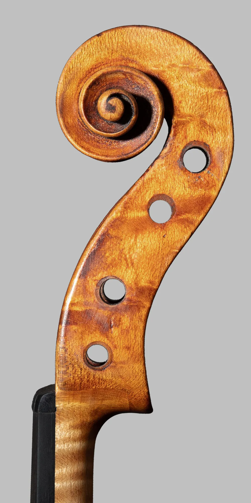 riccio lato acuti