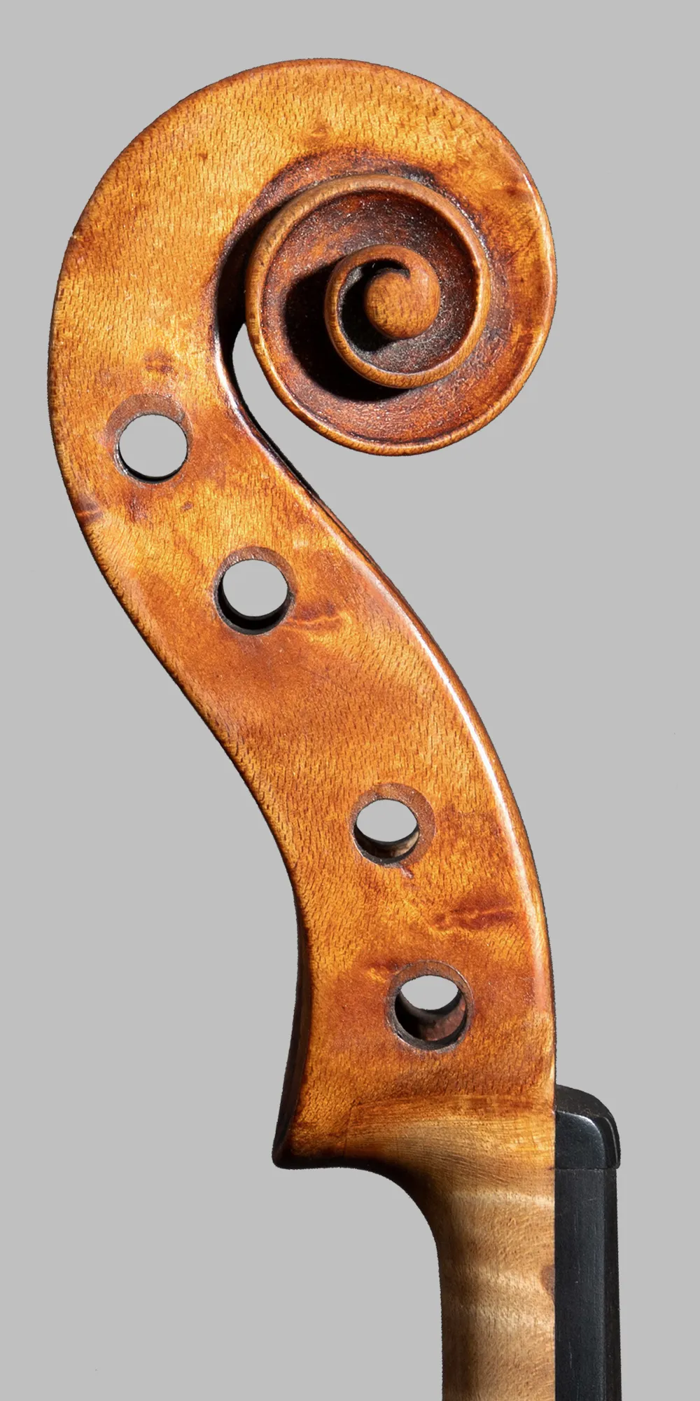 riccio lato bassi