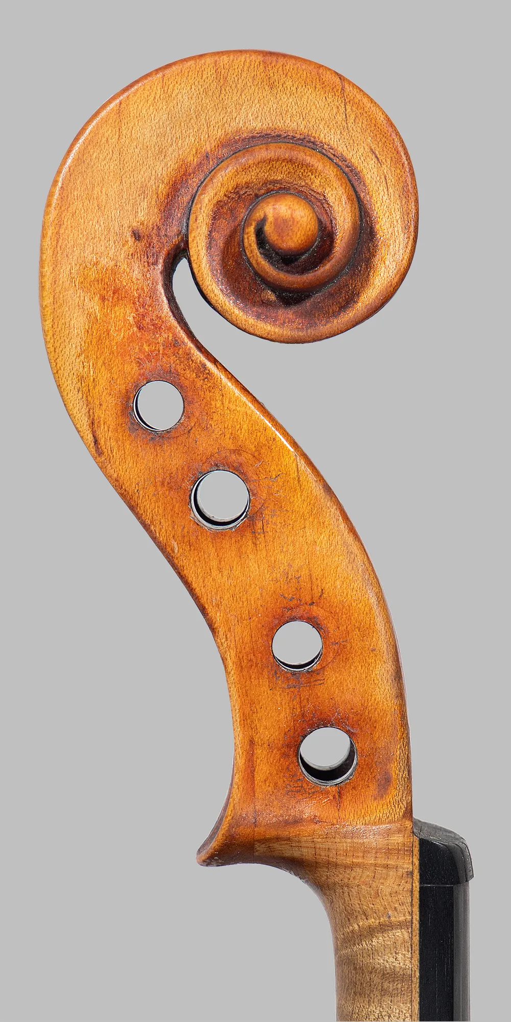 riccio lato acuti
