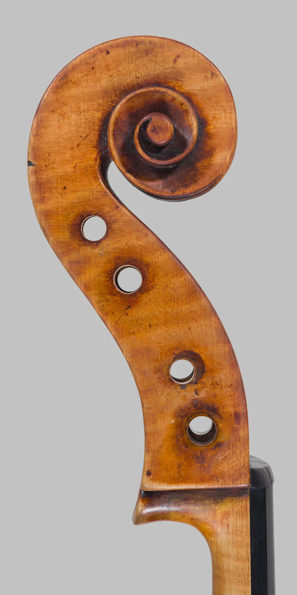 riccio lato bassi